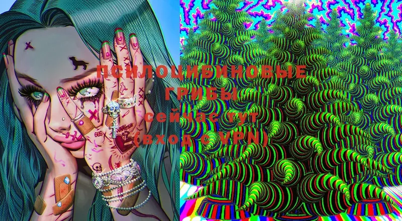 наркотики  Липецк  Галлюциногенные грибы Cubensis 